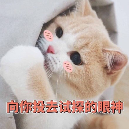 今日热门猫咪表情包：网恋吗？我嘤嘤嘤