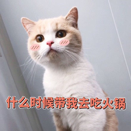 今日热门猫咪表情包：网恋吗？我嘤嘤嘤