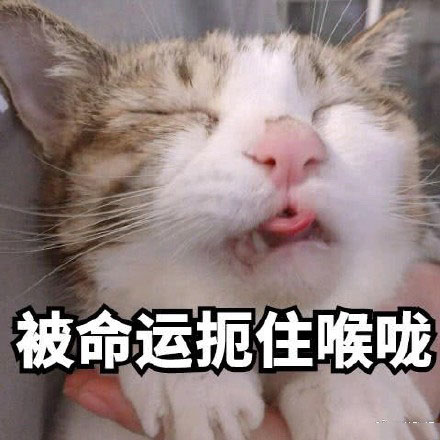 今日热门猫咪表情包：网恋吗？我嘤嘤嘤