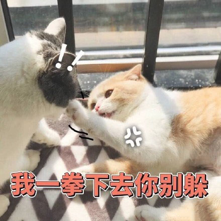 今日热门猫咪表情包：网恋吗？我嘤嘤嘤