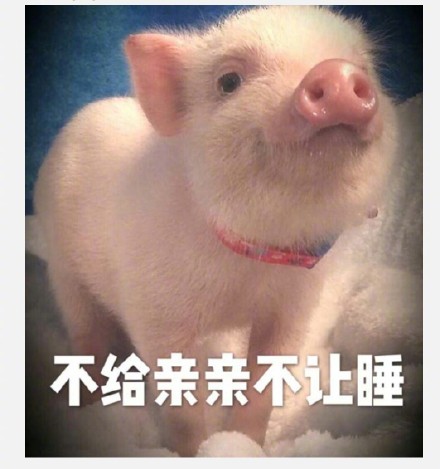 丑萌丑萌的小猪猪表情包：我的小猪猪在吗