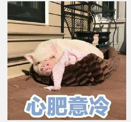 丑萌丑萌的小猪猪表情包：我的小猪猪在吗