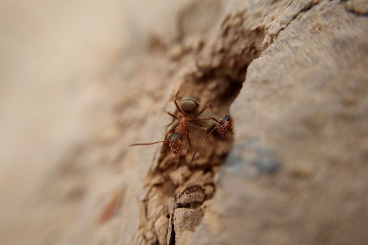 一个科普:冬天,蚂蚁会在地下活动吗?