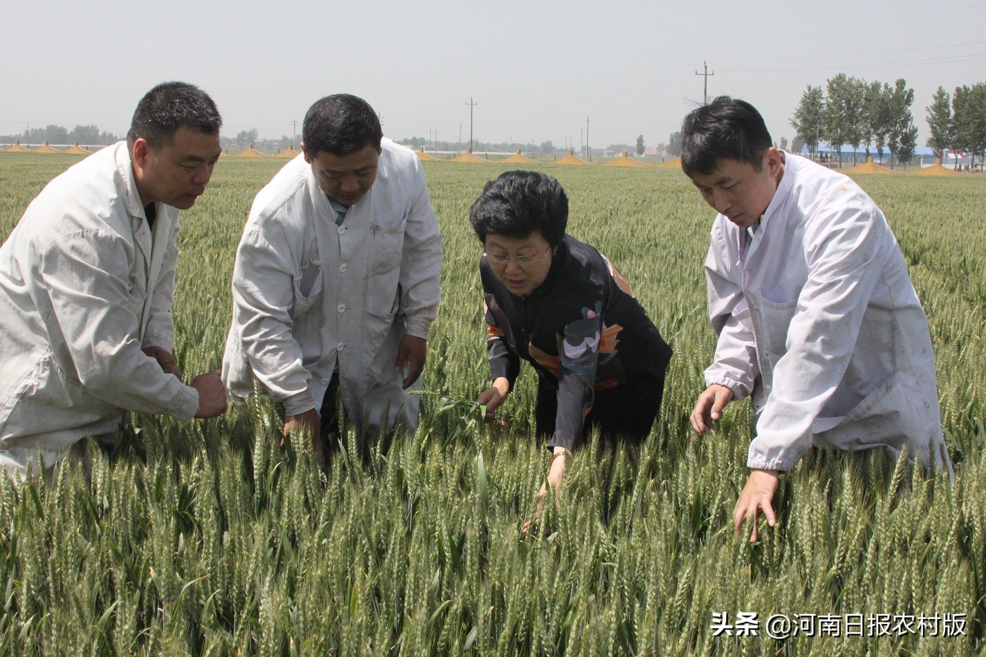 赵秀珍：在河南建立了小麦繁种和优质专用粮生产基地50万亩，带动6万余农户，年增收近1亿元