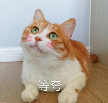 可爱猫咪表情包：以后做两只陌生的猫吧