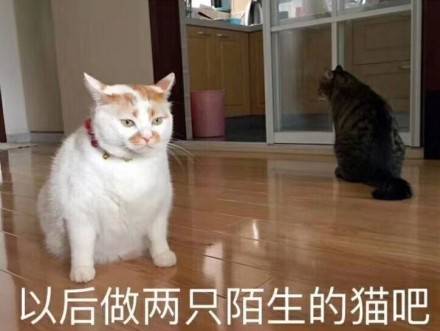 可爱猫咪表情包：以后做两只陌生的猫吧