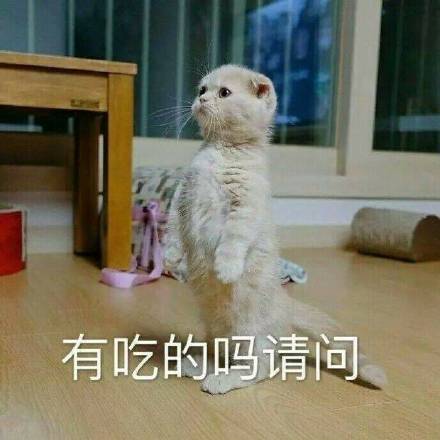 可爱猫咪表情包：以后做两只陌生的猫吧