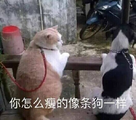 可爱猫咪表情包：以后做两只陌生的猫吧