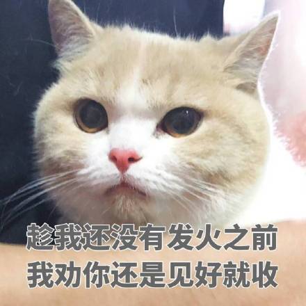 可爱猫咪表情包：以后做两只陌生的猫吧