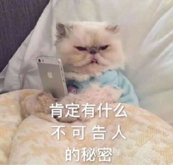 搞笑的猫咪表情包：肯定有什么不可告人的秘密