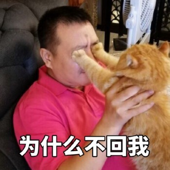 搞笑的猫咪表情包：肯定有什么不可告人的秘密