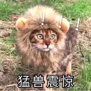 搞笑的猫咪表情包：肯定有什么不可告人的秘密