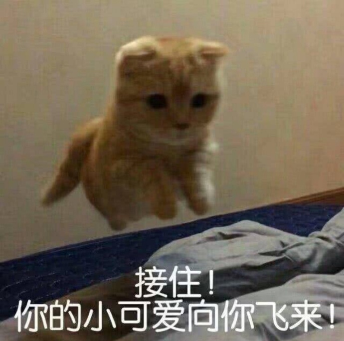 搞笑的猫咪表情包：肯定有什么不可告人的秘密