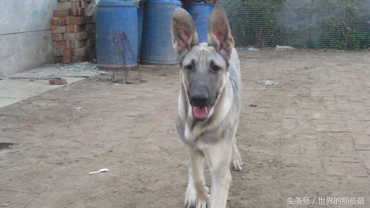 中国最猛的4种狼犬 没藏獒有名但能力强 最后一种不输德国黑背导读 中国最猛的4种狼犬 没藏獒有名但能力强 最后一种不输德国黑背