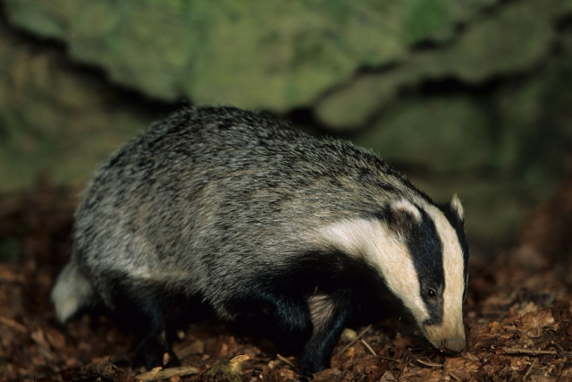 狗欢子动物(带你认识奇怪且可爱的动物狗獾)