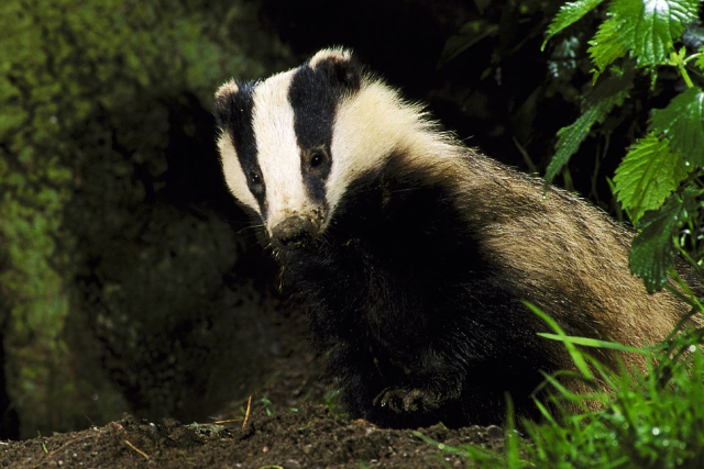 狗獾,鼬科鼬亚科狗獾属,有14个亚种分化,在鼬科中是体形较大的种类.