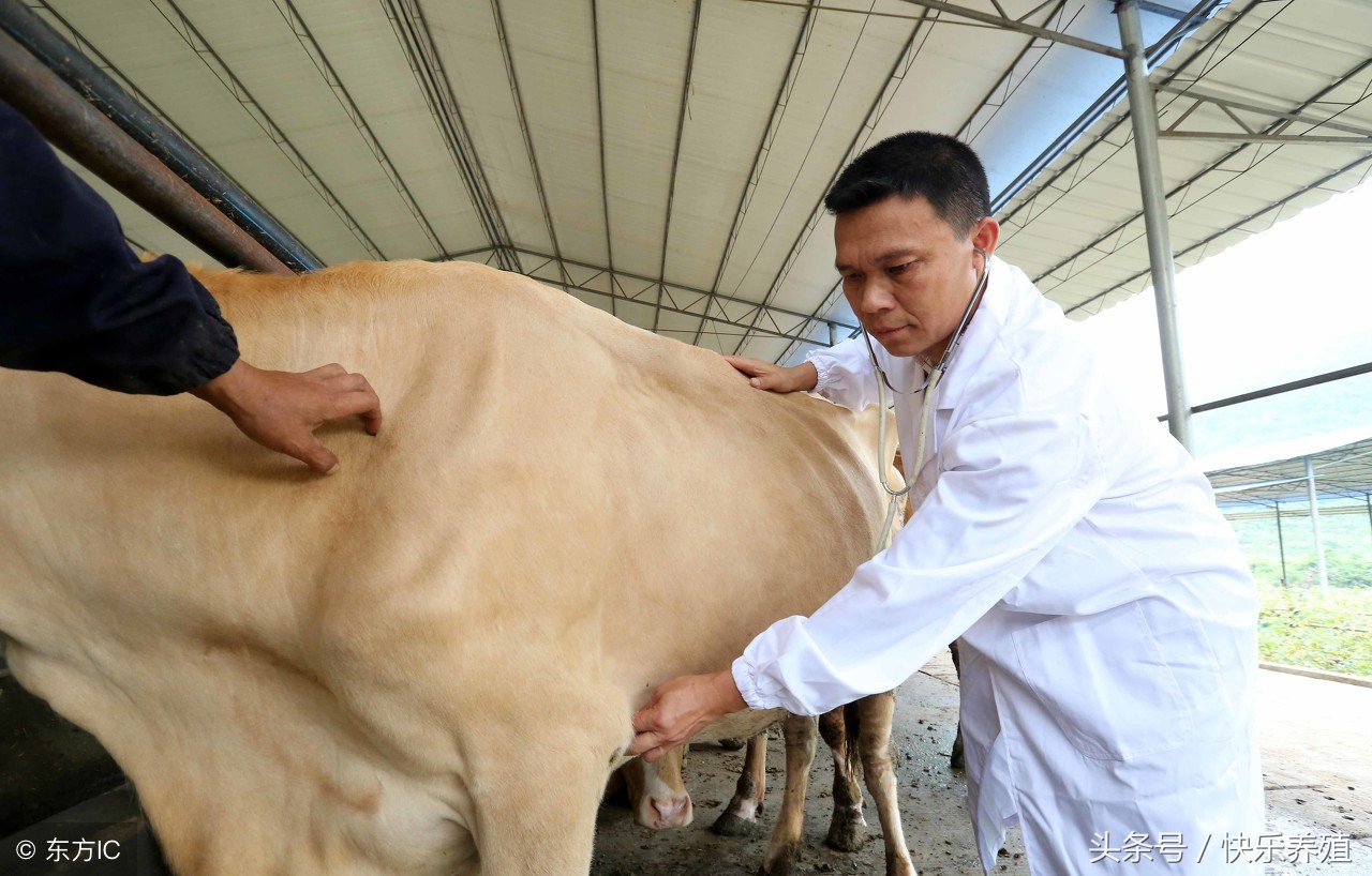 4,各种阻塞当牛出现瓣胃阻塞,食管阻塞,皱胃阻塞及肠梗阻等疾病时,多