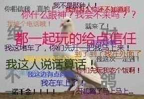 这些魔性的鸽子表情包，让我在国庆假期看透了塑料友情