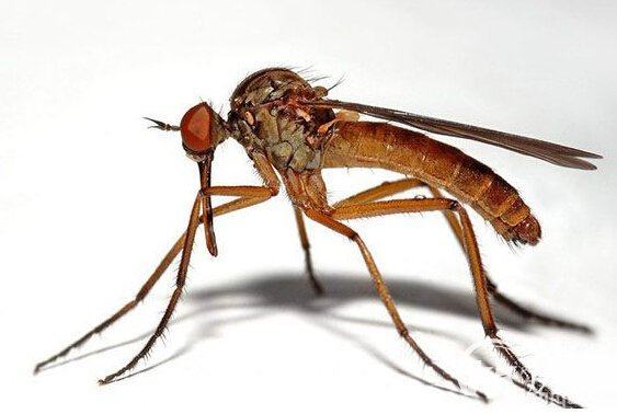世界最大的蚊子金腹巨蚊有多大图片(世界上最大的蚊子金腹巨蚊)