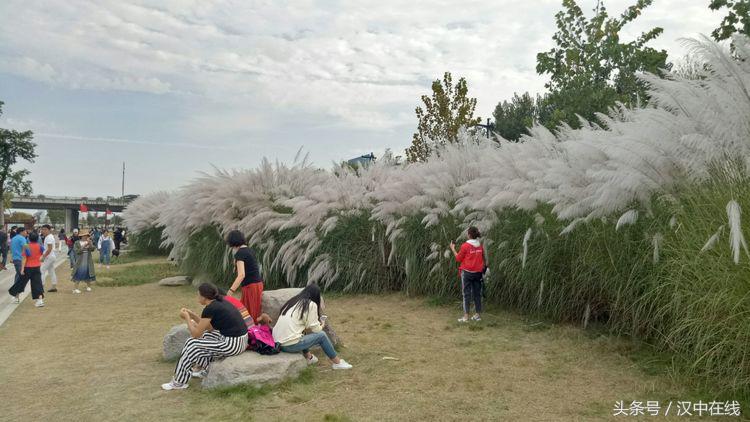 芦苇荡，诗经中的唯美天汉