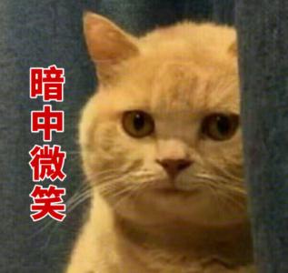 猫咪表情包：你离挨揍只差这么点