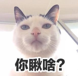 猫咪表情包：你离挨揍只差这么点