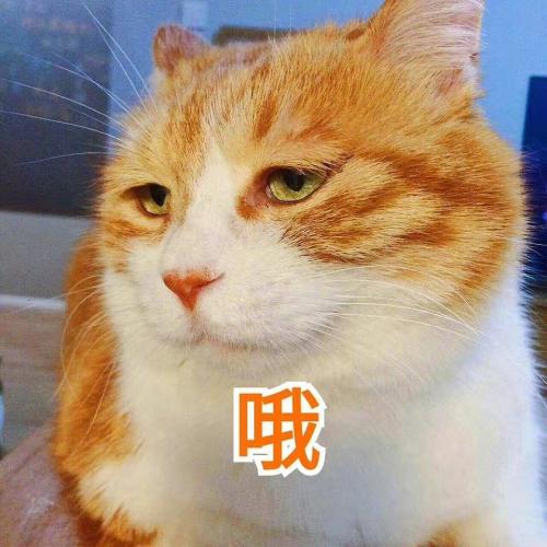 猫咪表情包：你离挨揍只差这么点