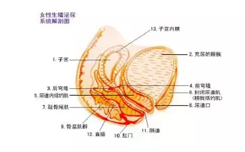 女性尿道旁腺解剖图图片