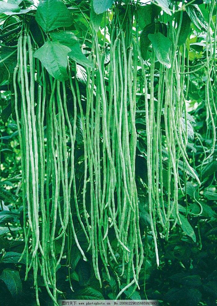 中药材豇豆