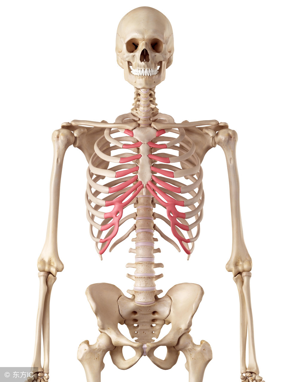 肋软骨炎是会呼吸的痛!