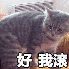 猫咪斗图表情包：我姓爸，名爸，你可以叫我爸爸