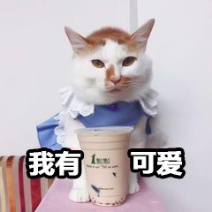 猫咪斗图表情包：我姓爸，名爸，你可以叫我爸爸