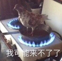 今日份搞笑无水印表情包17张