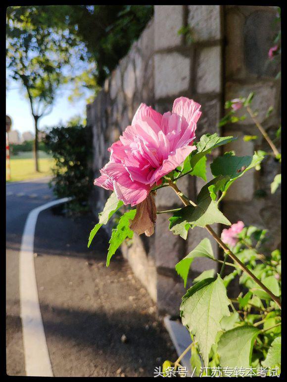 江苏专转本：南京大学金陵学院