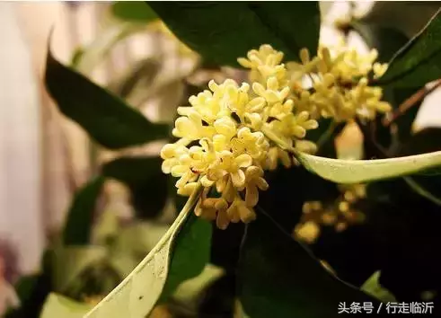 再不赏桂就晚了!香气扑鼻的临沂赏桂地图请查收!