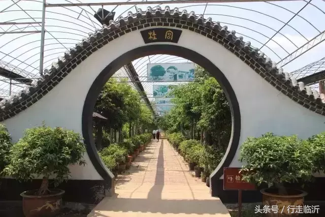 再不赏桂就晚了!香气扑鼻的临沂赏桂地图请查收!