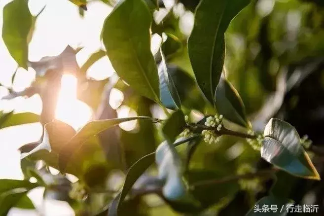 再不赏桂就晚了!香气扑鼻的临沂赏桂地图请查收!
