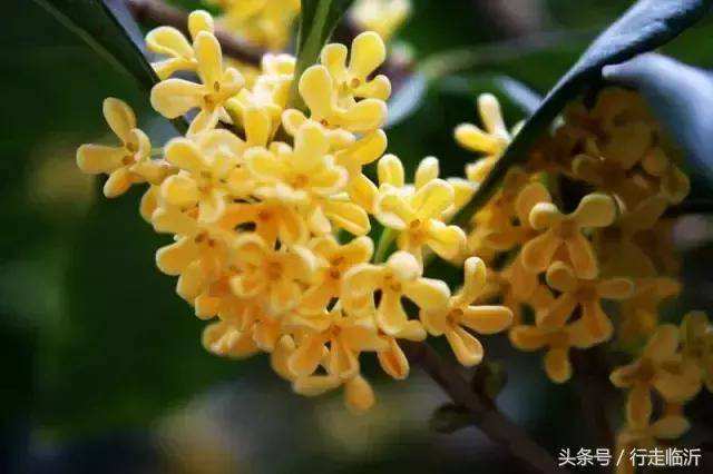 再不赏桂就晚了!香气扑鼻的临沂赏桂地图请查收!