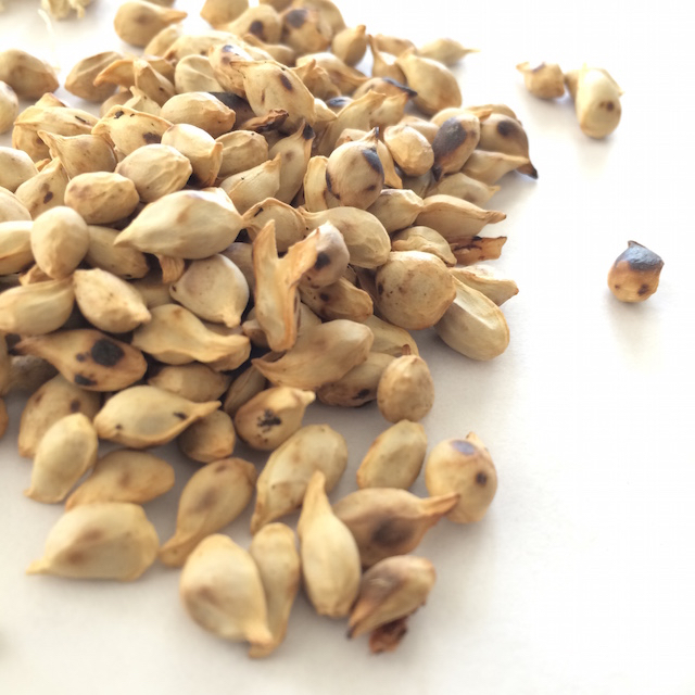 盐橘核功效与作用(盐橘核的功效与作用主要治什么病)-我的快乐小窝