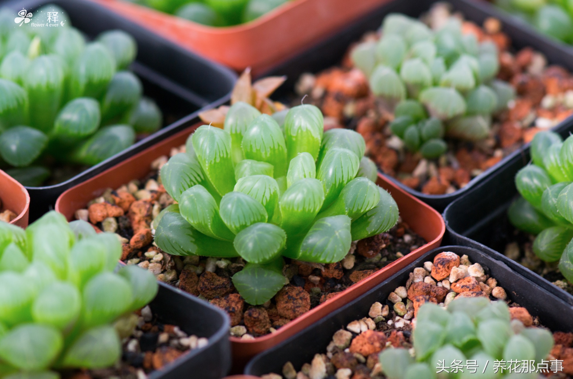 12卷多肉怎么养不容易死记得收藏