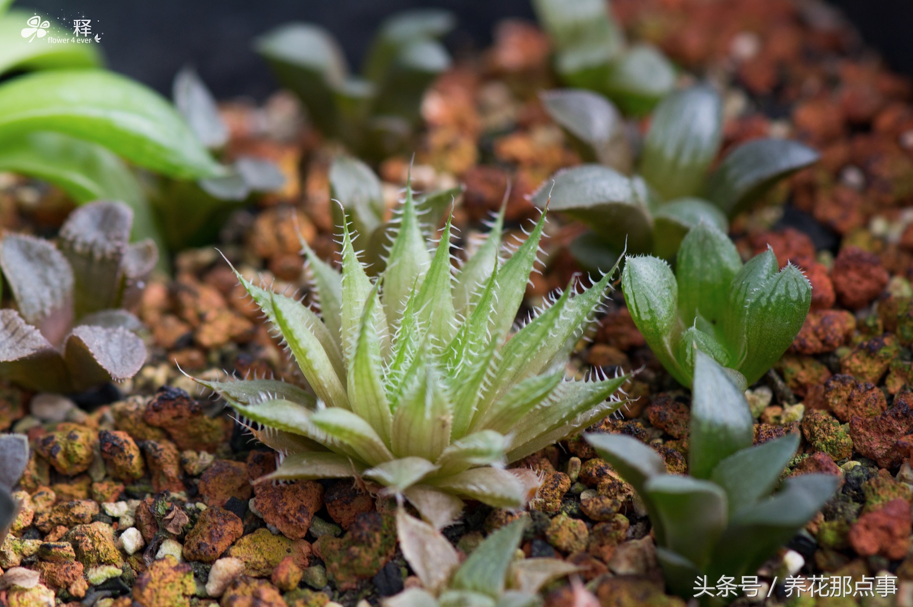 十二卷的生长习性和养护方式科普,这绝对是最好养的多肉植物
