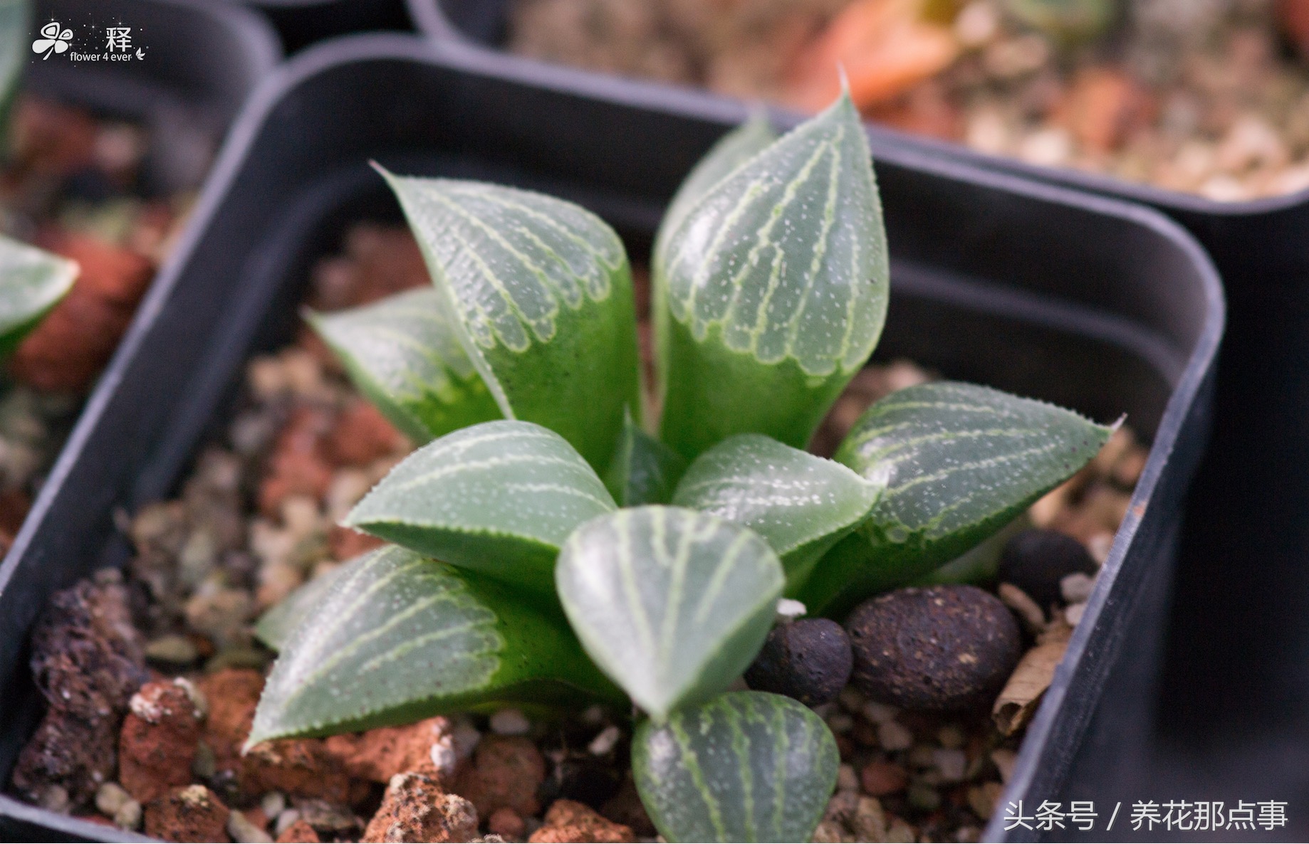 12卷多肉怎么养不容易死记得收藏