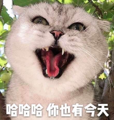 酷酷的猫咪表情包：大声告诉我，牛不牛