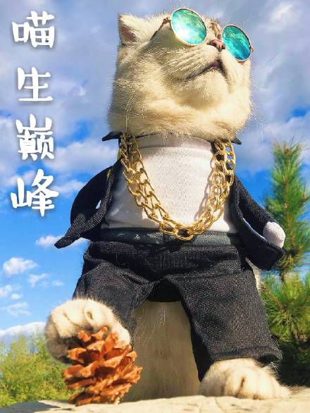 酷酷的猫咪表情包:大声告诉我,牛不牛