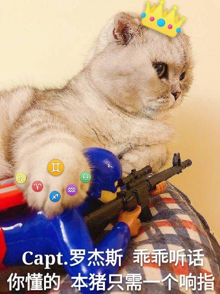 酷酷的猫咪表情包:大声告诉我,牛不牛