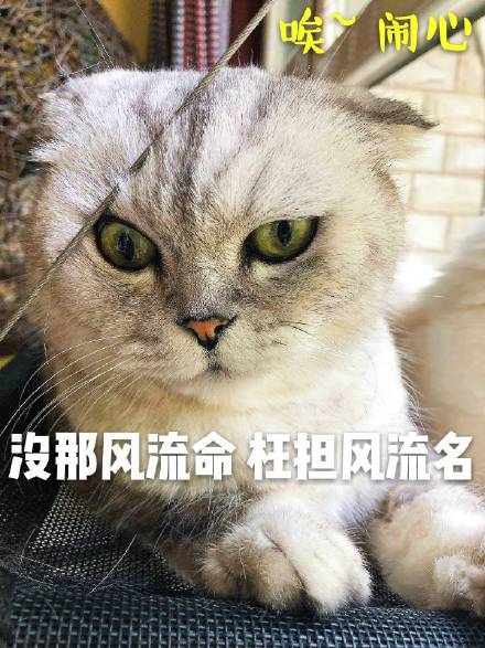 酷酷的猫咪表情包：大声告诉我，牛不牛