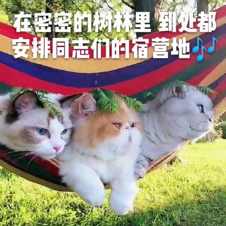 酷酷的猫咪表情包：大声告诉我，牛不牛