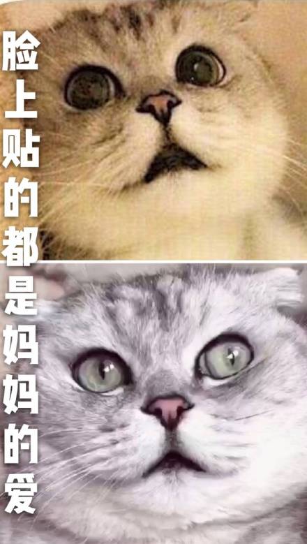 酷酷的猫咪表情包：大声告诉我，牛不牛