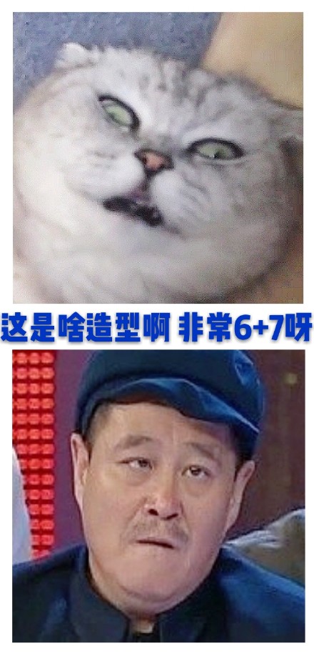 酷酷的猫咪表情包：大声告诉我，牛不牛