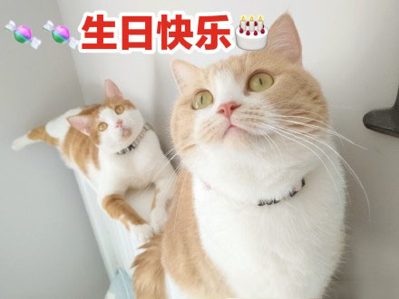 生日快乐表情包猫咪图片版13张
